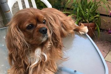 Guy the Cavalier King Charles Spaniel